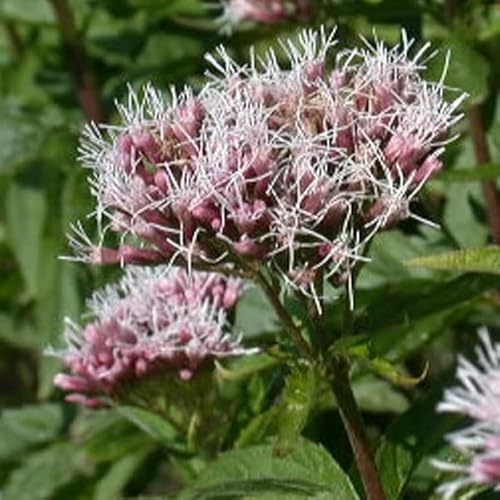 6 x Gewöhnlicher Wasserdost - Eupatorium Cannabinum Topf 9x9cm: Rosafarbene Blüten, feuchte Böden, wertvoll für Insekten, naturnaher Garten.
