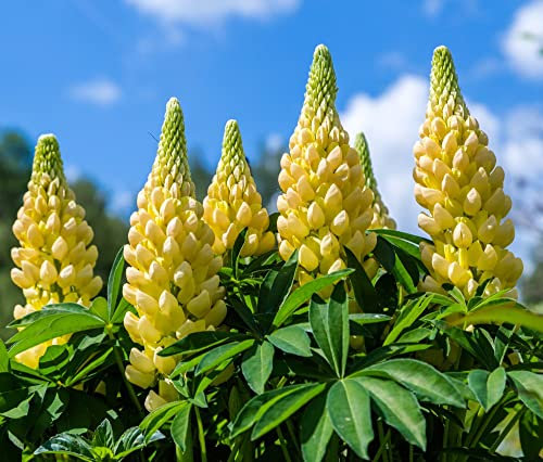 Dwarf Lupin ‘Gallery Yellow’ Plant Lupinus Hardy Perennial Yellow Blooms Easy to Grow Cottage Garden Favourite Flowers for Containers or Borders 1 x 1 Litre Potted Plant by Thompson and Morgan