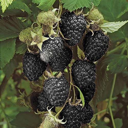 Black Raspberry 'Black Jewel' Plant in a 2L Pot Grow Your Own Fruit