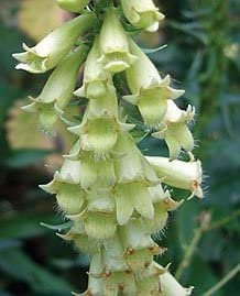 Just Seed - Flower - Digitalis Lutea - Straw Foxglove - 200 Seed