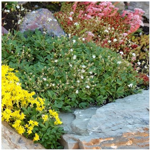 Stauden Gänge 1 x Potentilla tridentata 'Nuuk‘ (Winterhart/Staude/Bodendecker/Mehrjährig/Stauden/Immergrün) Teppich-Fingerkraut - Bodendecker mit nordischem Charme - sehr Bienenfreundlich
