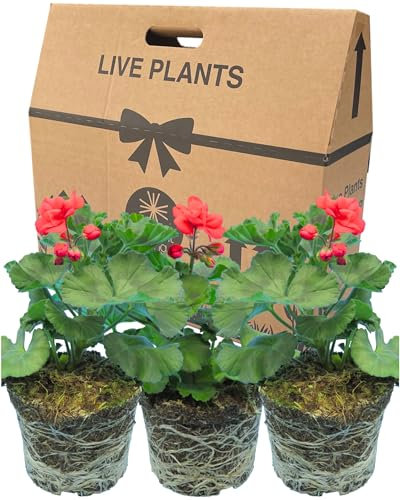 Geranium Plants Live for Planting - 3 Large 1ltr Pot Size Garden Ready, Well Rooted, Established Pot Bedding. Add Flower Colour to Containers, Baskets, Patio & Beds. Red Flowers, Purple-Green Leaves.