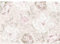 Runa Art Fototapete Blumen Pfingstrosen 352 x 250 cm Vlies Tapeten XXL Moderne Wandtapete Wohnzimmer Schlafzimmer Rosa 9419011a
