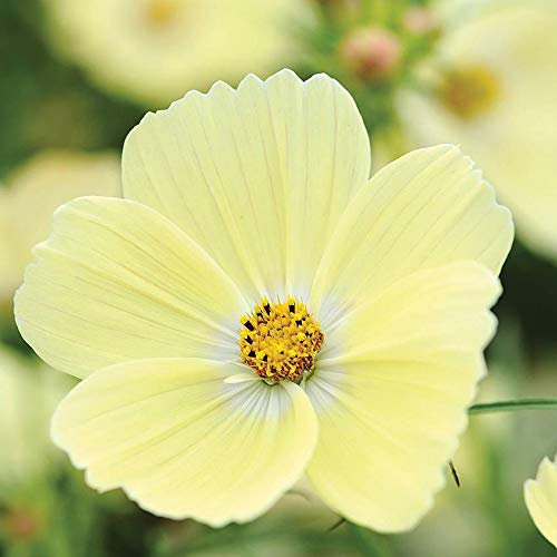 Cosmos Seeds Annual Flowering Garden Plant 'Cupcakes' 1 Packet by Thompson and Morgan