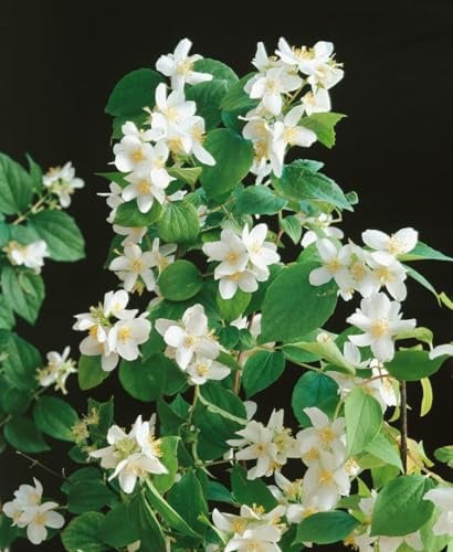 Duftjasmin 'Dame Blanche' 40-60 cm Topf Philadelphus winterhart Sichtschutz | Philadelphus, sommergrün, buschig bis 200 cm, weiß und stark duftend, Juni-Juli, sonnig bis halbschattig