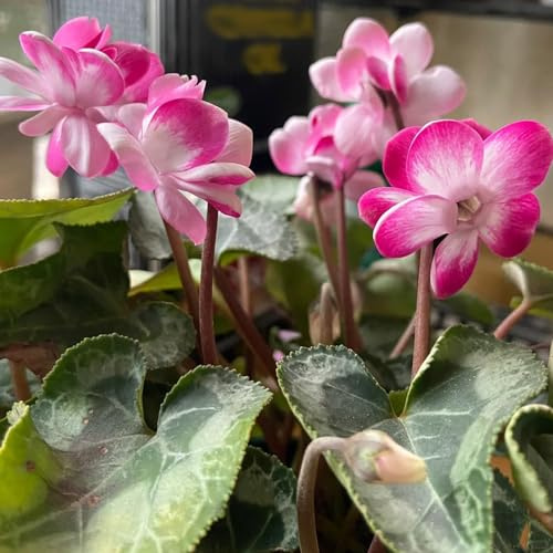 ciclamino il giardino di selvatici esotici Decorazioni per esterni 20semi