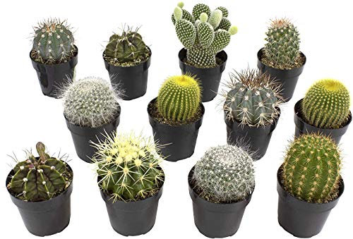 Assorted Cactus Collection 2.5 12 Pack for DIY Succulent Gardens or Containers or Gifts
