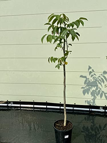 Tropictrees - JUGLANS REGIA - WALNUSSBAUM CA. 150 CM