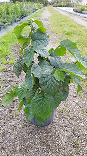 Corylus avellana/Noisetier commun ou coudrier/Conteneur de 3 à 4 litres