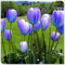 Tulpe, mehrjährig, selten und wunderschöne winterharte Zwiebeln, hervorragend geeignet als Gartendekoration mit leuchtenden Farben, die leicht zu züchten sind-3 zwiebeln-F