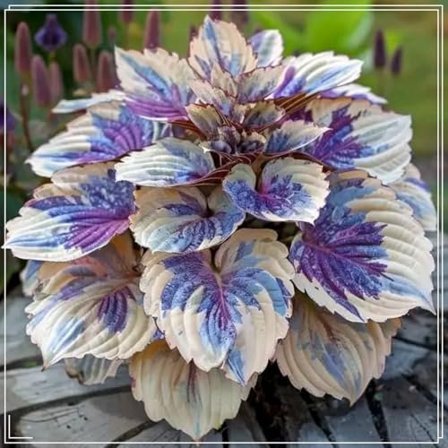 Bulbi Di Hosta, Piante Perenni: Perfette Per Qualsiasi Casa E Giardino, Possono Essere Coltivate Anno Dopo Anno!-4 Bulbi-I