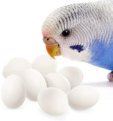 SunGrow Sittich-Eier, nützlich bei der Lege und Zucht von Vögeln, weißer Kunststoff, 18 mm x 12 mm, geeignet für Lorikäter- und Ringhals-Tauben, Nymphensittiche, grüne Wange, 8 Stück pro Packung