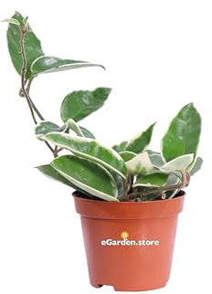 Pianta di Hoya Carnosa Krimson Queen Pianta di Fiore di Cera pianta da interno pianta da fiore rosa pianta ornamentale pianta ricadente pianta vera venduta da eGarden.store