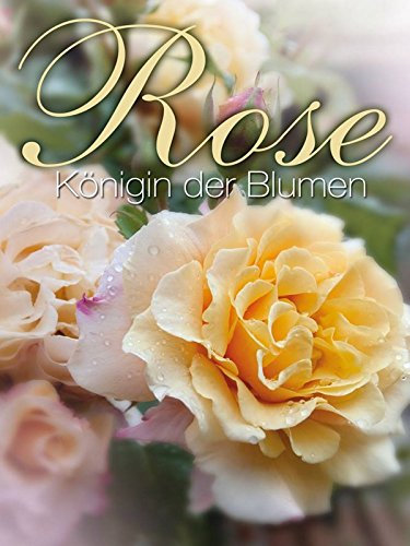 Rose - Königin der Blumen