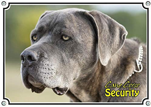 Petsigns Hundeschild mit Cane Corso - Warnschild italienische Dogge aus Metall, DIN A4