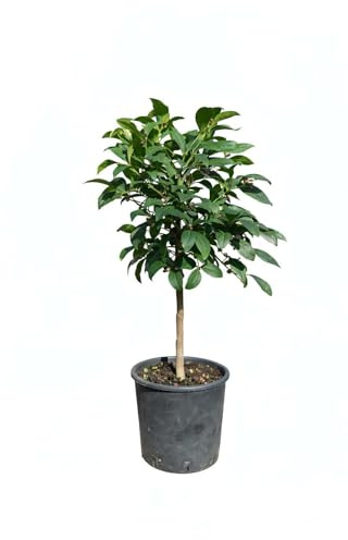 Pianta di Limone Meyer (vaso - 20) - Immagine reale