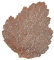 SONGR Tischsets/Platzsets Blattform PVC Hohl Heißpräge Tischset Wärmeisolierung rutschfeste Kaffeetassenmatte Steakplattenmatte-Bronze (6 Stück)_36X47Cm