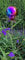 Jürgen Bocker Garten-Ambiente Blütenzauber Paris Rosenkugel 10 cm Edelstahl Gartenstecker Deko mit Stab 80 cm (Rainbow poliert)