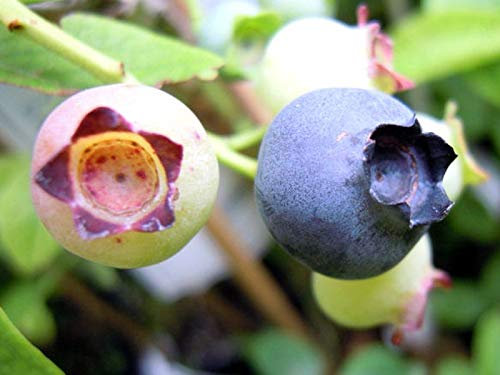 MIRTILLO GIGANTE AMERICANO BERKELEY 1 PIANTA