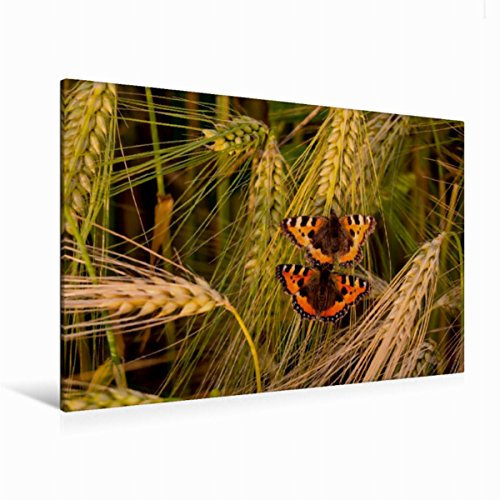 Premium Textil-Leinwand 120 x 80 cm Quer-Format Fuchs-Schmetterlingspaar im Weizenfeld | Wandbild, HD-Bild auf Keilrahmen, Fertigbild auf hochwertigem Vlies, Leinwanddruck von Marlen Rasche