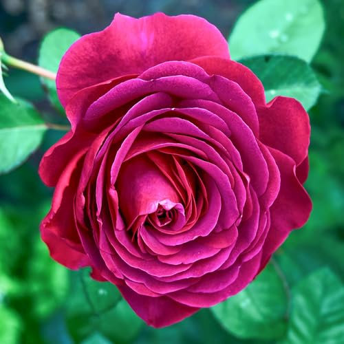 Bush Rose Timeless Purple - Compact Rose Bush with Fragrant Double Garden Roses - Classic Garden Plants Boasting Beautiful Outdoor Roses - Hardy Plants Outdoor Garden Ready (3 Litre Pot, 20-40cm)