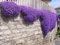 250 Aubrieta Seeds - Cascade Lila Blumensamen, Staude, rehsicher!
