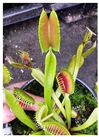 Dionaea muscipula Blezers Giant - Venusfliegenfalle - 5 Samen