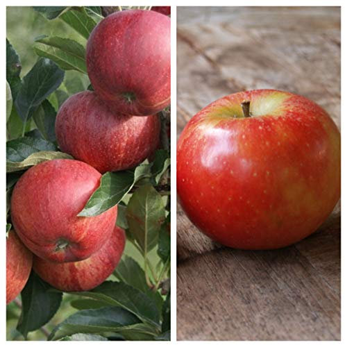 Duo-Apfelbaum mit den Sorten Gala und Elstar 7,5 L auf M7