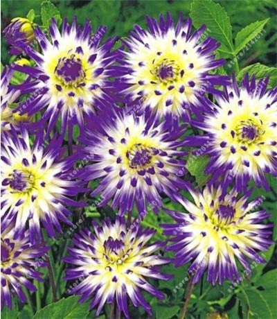 Seeds 20pcs / Bag Dahlia Dahlia Semi, (not Dahlia) Bonsai Seeds splendid balcony in pot for the house garden