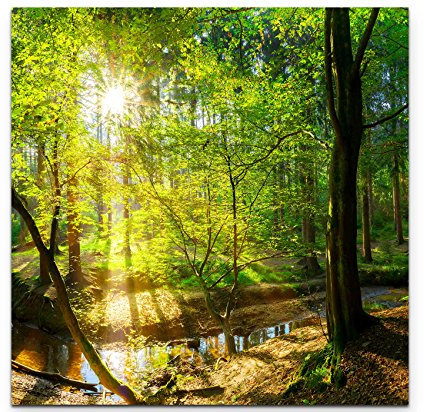 Paul Sinus Art Leinwandbilder | Bilder Leinwand 90x90cm Wald im Sonnenschein