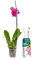 Verdecora Orquídea Phalaenopsis de 1 Tallo en maceta de Ø12cm + Abono Hidratante Orquídeas | Planta Natural de Interior| Ideal para Decoración | Colores Variados