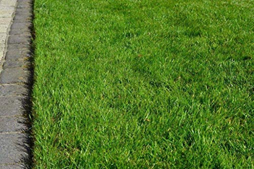 Grassamen Rasensamen Gerbrauchsrasen für Trockenlagen RSM 2.2.2, 3 kg für 75m²