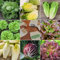 Multi-Pack de Semillas de Lechuga y Ensalada - 8 Variedades Diferentes Surtido de Calidad de Semillas de Hojas de Ensalada