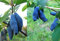 Gimolost 3 Pflanzen Sparset. Honigbeere, Sibirische Blaubeere,Lonicera kamtschatica
