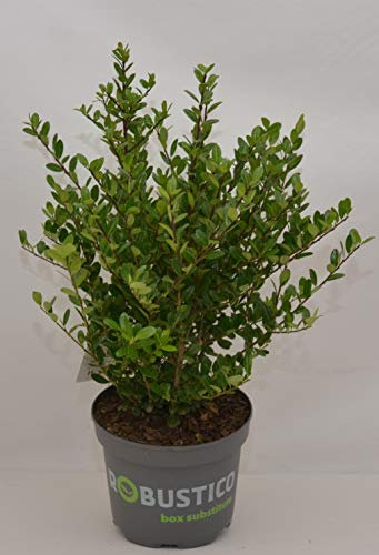 japanische Hülse Ilex crenata robustico 25-30 cm breit im 2 Liter Pflanzcontainer