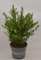 japanische Hülse Ilex crenata robustico 25-30 cm breit im 2 Liter Pflanzcontainer