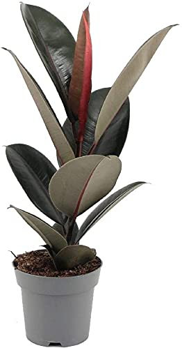 Ficus Abidjan Planta Natural Ficus Elastica 'Abidjan' Planta de Interior Ficus Robusta
