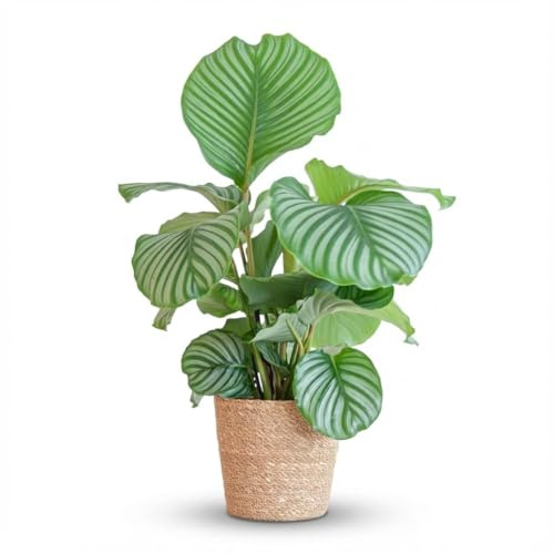 Green boutiQ - Plante d'intérieur - Plante Paon - Calathea Orbifolia - Vert - Entretien facile - 1 Plante - avec Panier - Pot 21cm - Hauteur 60-70cm