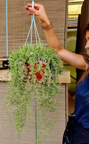 POWERS TO FLOWERS - BARBA DI GIOVE XXL, Piante vere