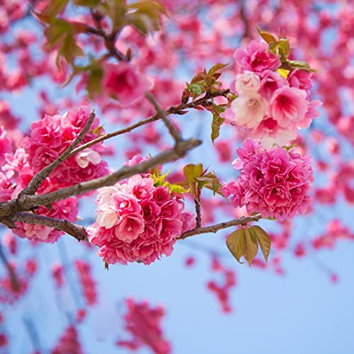 50 Seeds Kirschblütenbaum Samen Baum Kirschblüten Samen Bonsai Samen Japanische Kirschblüte Baum