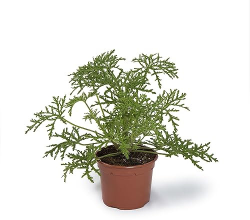 Cool Green - Planta natural interior - Citronella - Apta para Mascotas