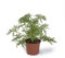 Cool Green - Planta natural interior - Citronella - Apta para Mascotas