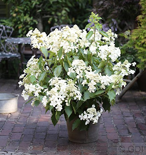 Rispenhortensie Levana 60-80cm - Hydrangea paniculata - Gartenpflanze