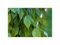 Stk - 5x Hoya polyneura - Fischschwanz Zimmer Zierpflanze Pflanzen - Samen ID1779 - Seeds & Plants Shop by Ipsa