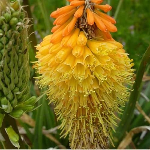 6x Fackellilie 'Royal Castle' - Kniphofia uvaria 'Royal Castle' - Topf 9x9cm - Exotische Staude