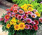 150 Graines de Marguerite du Soleil - Gazania Hybrida Sunshine Hybrids - Gazanie Fleur Jardin - 294