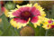 Korkardenblume - Gaillardia x grandiflor - im Topf 13 cm, winterhart, in Gärtnerqualität von Blumen Eber - 13cm