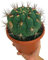 PLANTA NATURAL GYMNOCALYCIUM SAGLIONE M17 CACTUS Y SUCULENTAS