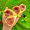 20 pcs feigenbaum winterhart samen, säulen obstbäume, garten geschenk feigenbaum kaufen - Ficus carica - bonsaibaum echt, pflanzen samen obstbäume, balkonpflanzen winterhart hochbeete