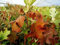 Hortensie Eichenblatthortensie Pee Wee Hydrangea quercifolia Pee Wee 30-40 cm hoch